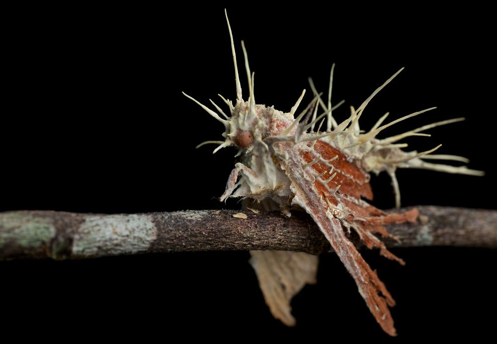 Moth infected with cordyceps fungus (1)-X2.jpg